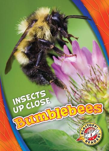 Cover image for Bumblebees