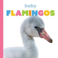 Cover image for Baby Flamingos