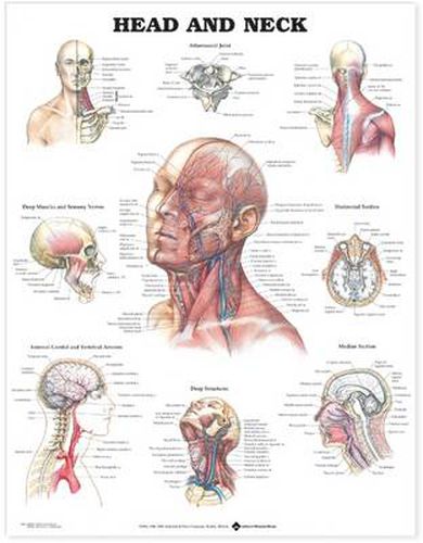 Cover image for Head and Neck Anatomical Chart