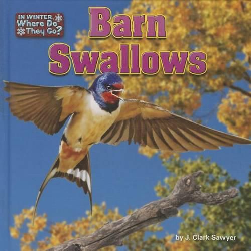 Barn Swallows