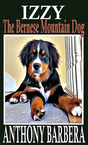 Izzy the Bernese Mountain Dog