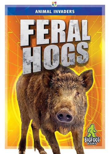 Feral Hogs