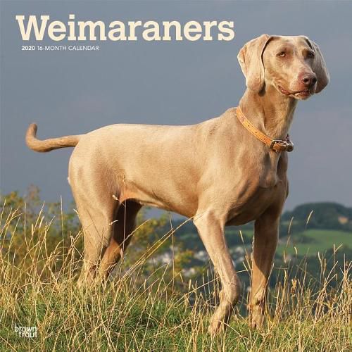 Weimaraners 2020 Square Wall Calendar