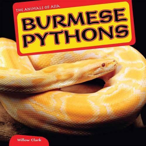 Cover image for Burmese Pythons