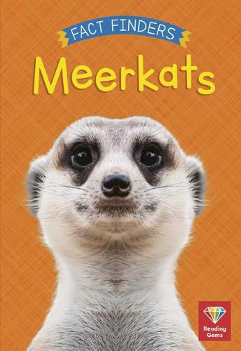 Meerkats