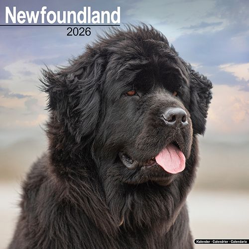 Cover image for Newfoundland Calendar 2026 Square Dog Breed Wall Calendar - 16 Month