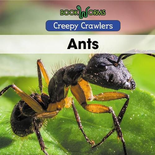 Cover image for Ants