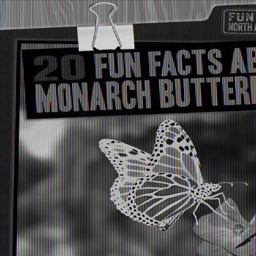 20 Fun Facts about Monarch Butterflies