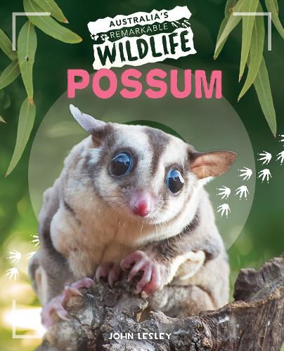 Cover image for Possum