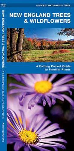 Cover image for New England Trees & Wildflowers: A Folding Pocket Guide to Familiar Species