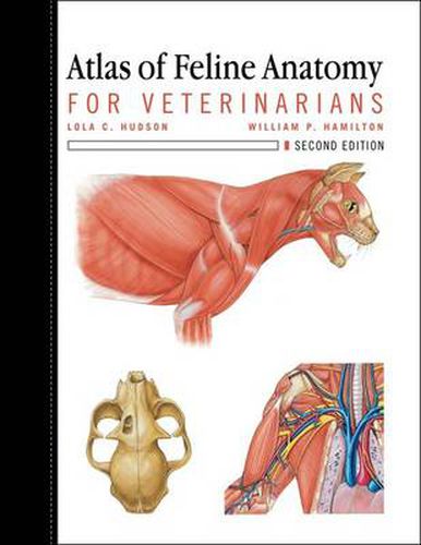 Cover image for Atlas of Feline Anatomy For Veterinarians: For Veterinarians