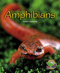 Cover image for Amphibians