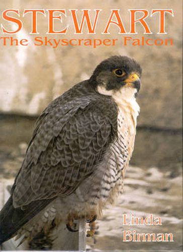 Cover image for Stewart: The Skyscraper Falcon