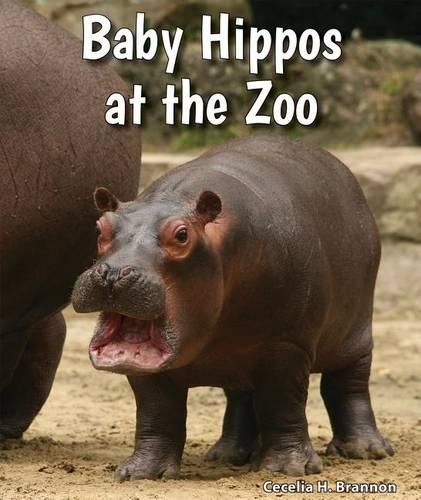 Cover image for Baby Hippos at the Zoo
