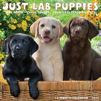 Cover image for Just Lab Puppies 2025 12 X 12 Wall Calendar