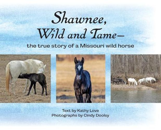 Cover image for Shawnee, Wild and Tame: The True Story of a Missouri Wild Horse