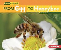 Cover image for From Egg to Honeybee