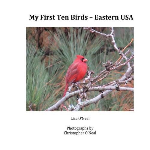 Cover image for My First Ten Birds: Eastern USA