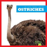 Cover image for Ostriches