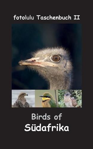 Cover image for Birds of Sudafrika