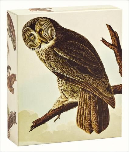 Cover image for Audubon Owls: Quicknotes