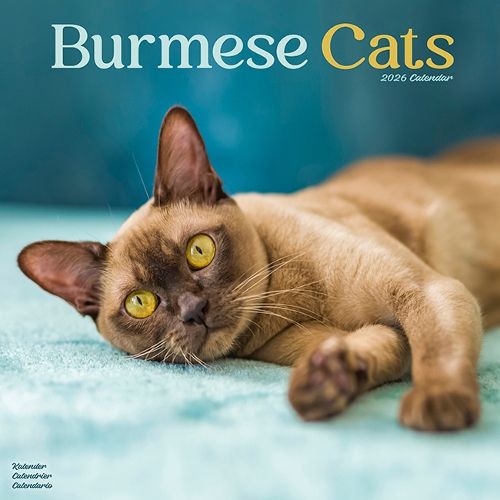 Cover image for Cats - Burmese Calendar 2026 Square Cat Wall Calendar - 16 Month