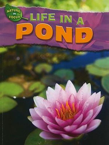 Cover image for Life in a Pond