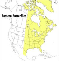 Cover image for Field Guide to Eastern Butterflies