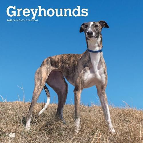 Greyhounds 2020 Square Wall Calendar