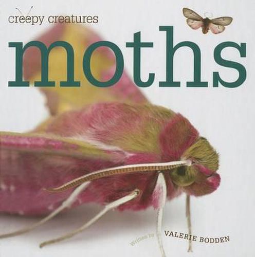 Cover image for Moths