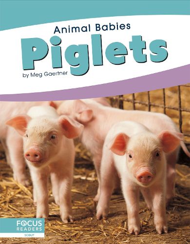 Animal Babies: Piglets