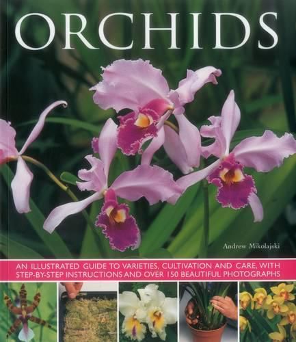 Cover image for Orchids