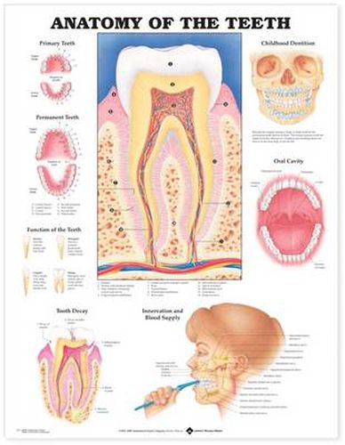 Cover image for Anatomy of the Teeth Anatomical Chart