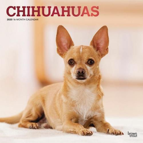 Chihuahuas 2020 Square Wall Calendar