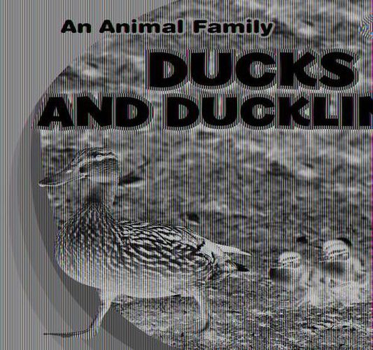 Cover image for Ducks and Ducklings