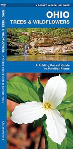 Cover image for Ohio Trees & Wildflowers: A Folding Pocket Guide to Familiar Plants