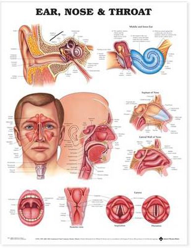 Cover image for Ear, Nose and Throat Anatomical Chart