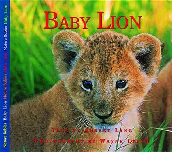 Cover image for Baby Lion