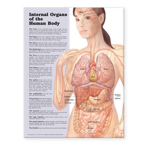 Cover image for Internal Organs of the Human Body Anatomical Chart