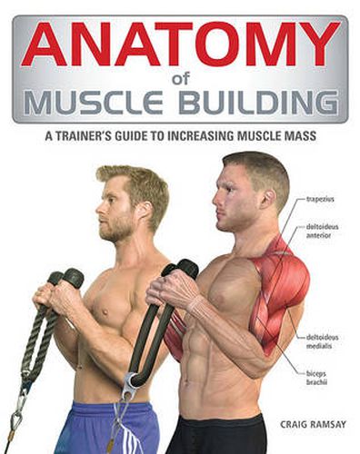 Cover image for Anatomy of Muscle Building: A Trainer's Guide to Increasing Muscle Mass