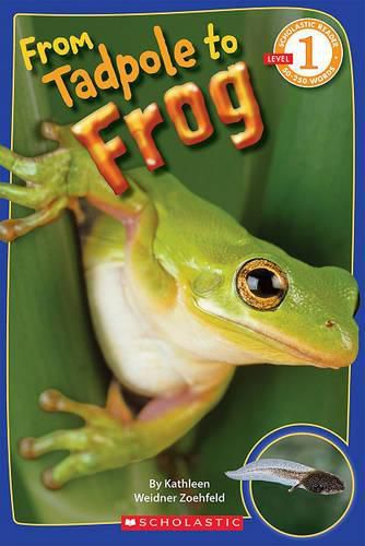 Cover image for From Tadpole to Frog (Scholastic Reader, Level 1)