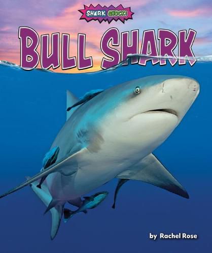 Cover image for Bull Shark