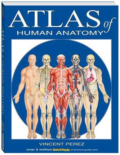 Cover image for Atlas of the Human Anatomy