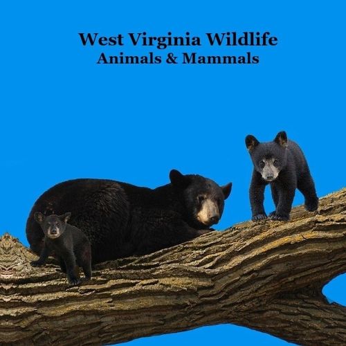 Cover image for West Virginia Animals and Mammals Kids Wildlife Book