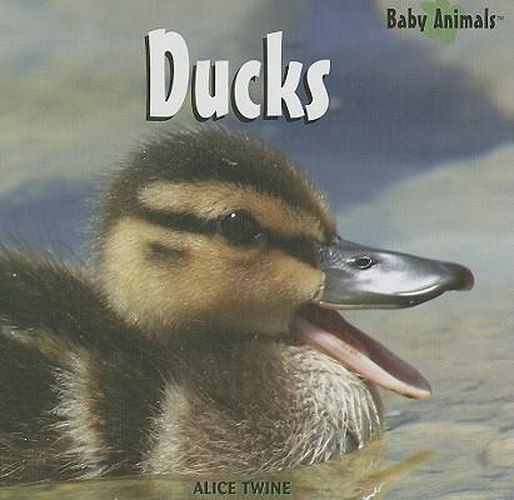 Cover image for Ducks