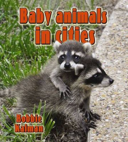 Cover image for Baby Animals in Cities