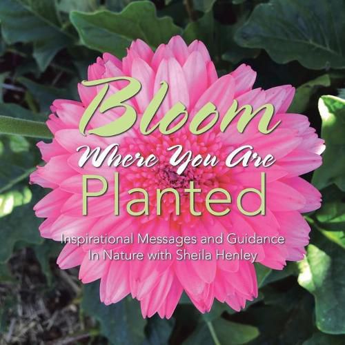 Cover image for Bloom Where You Are Planted: Inspirational Messages and Guidance In Nature with Sheila Henley