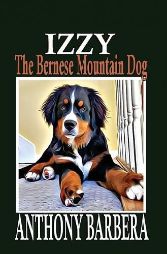 Izzy the Bernese Mountain Dog