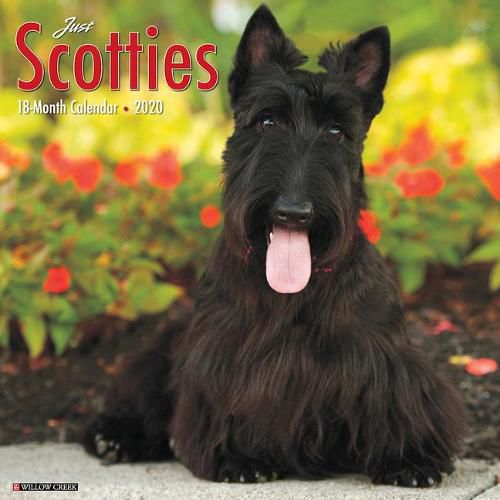 Cover image for Just Scotties 2020 Wall Calendar (Dog Breed Calendar)