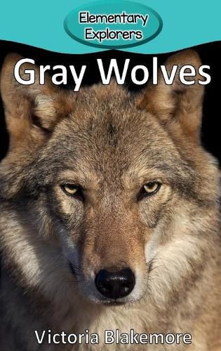 Gray Wolves